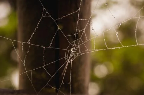 Spider net with water drops Foto stock
