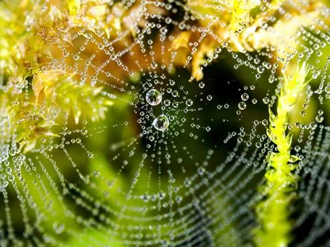 Spider net with water drops 스톡 사진