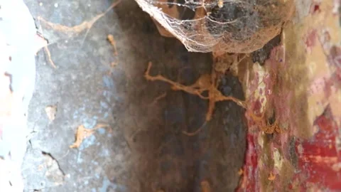 Spider net web Brest Fortress castle wall ruins texture Belarus. Stock Footage 313024091