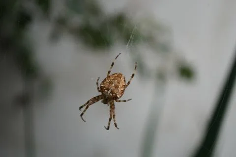 Spider in the net in the wild nature Stock Photos