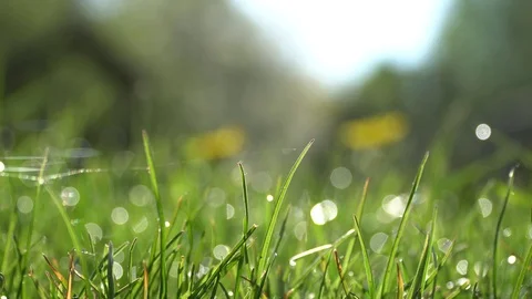 Spider nets and dewdrops lit by setting sun Stock Footage 70350788