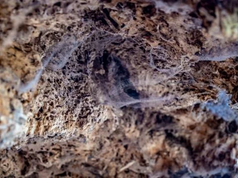 Spider nets, with awesome textures inside of a fallen tree Stock Photos