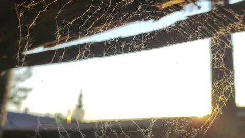 Spider nets closeup on sunset sunbeams. Stock Footage 155400837