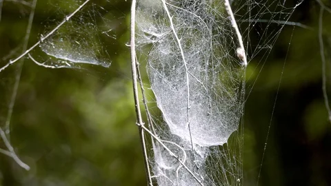 Spider nets on the trees with a dew. Stock Footage 121078565