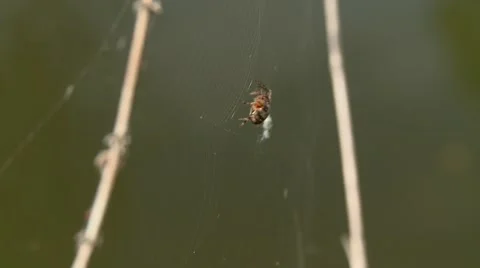 Spider Network Stock Footage 47740720