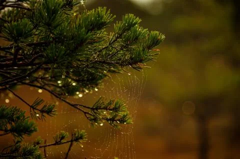 Spider network with raindrops on a pine branch Stockfoto's