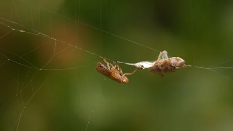 A spider next to its prey wrapped in silk on hanging on the web 스톡 동영상 108038934