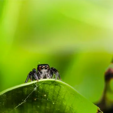 Spider with nice green background Stock Photos