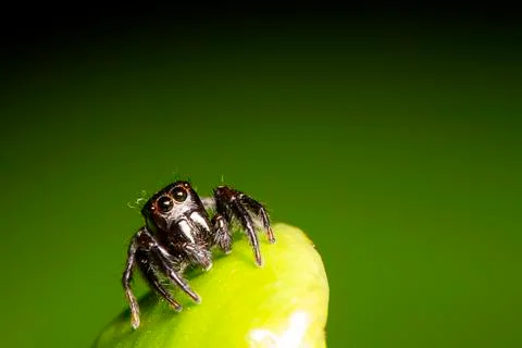 Spider with nice green Stock Photos