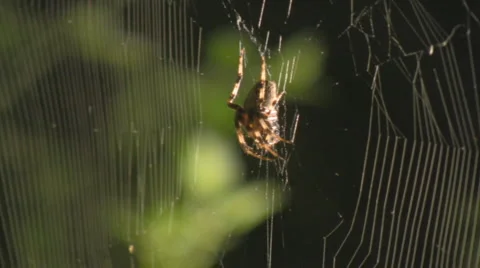 Spider in the night Stock-Footage 2891131