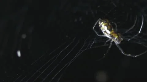 Spider at night Stock Footage 10901482