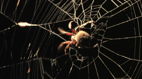 Spider at Night Stock Footage 44915651