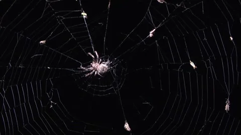Spider at night on the hunt. Stock Footage 6527497