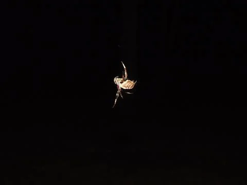 Spider at Night. Stock Photos
