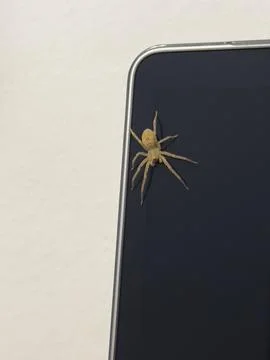 A spider in the office Stockfoto's