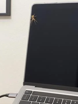 A spider in the office Stock Photos