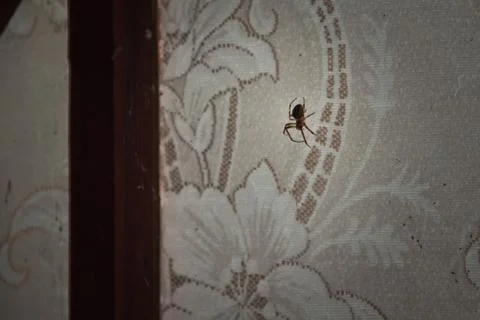 Spider at the old house Foto stock
