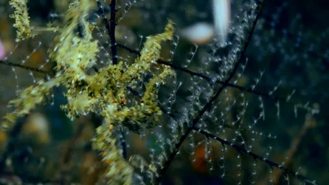 Spider or decorator crab trying to climb a soft coral branch Stock-Footage 112453036