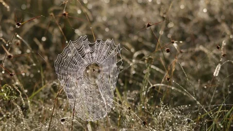 Spider orb dancing in the morning mist Video stock 119405459