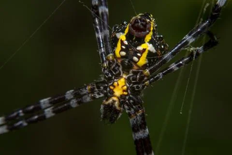 Spider orb macro Foto stock