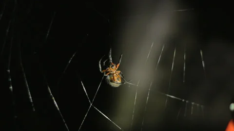 Spider, Orb weaver. Making web at night. Stock-Footage 37314274