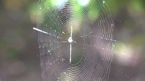 Spider orb web with tiny spider backlit by sunlight showing geometric spiral pat Stock Footage 334077996