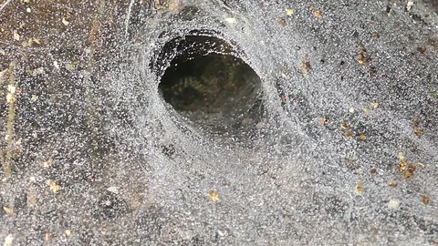 Spider out of web. Stock Footage 74524367