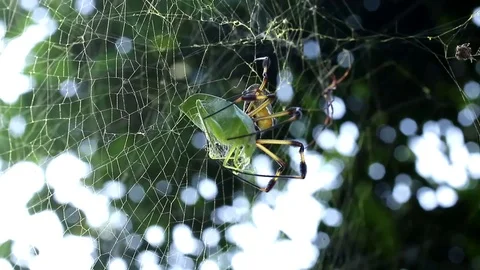 Spider packing up a prey Video stock 79770572