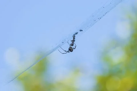 Spider Patrolling Its Web Stockfoto's