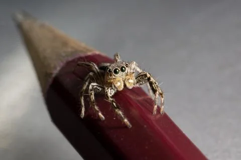 Spider on the pencil. Close up. Stock Photos