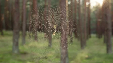 Spider perched in the middle of its web in forest Stock Footage 320999307
