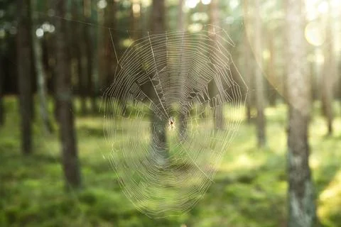 Spider perched in the middle of its web in forest Stock Photos
