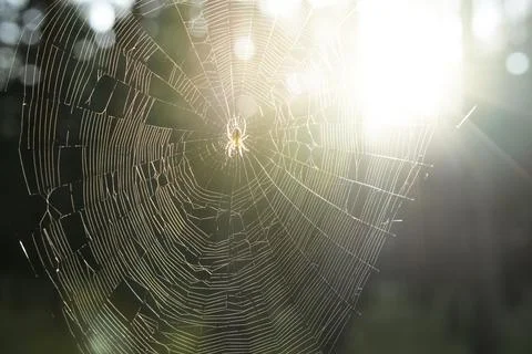 Spider perched in the middle of its web in forest Stock Photos