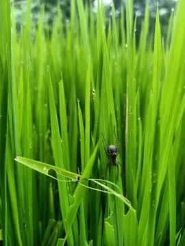 Spider perched on rice leaf Stock Photos