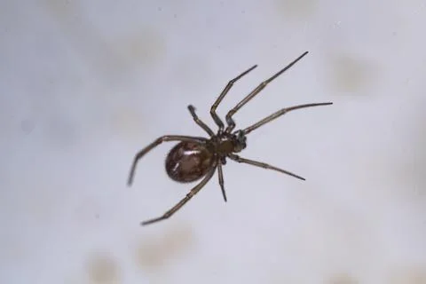 Spider perched on a white wall Stock Photos