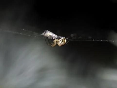 Spider perches on delicate web, gripping prey caught mid-air Stock Photos