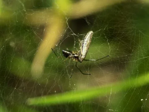 Spider perches on its intricate web Stock Photos