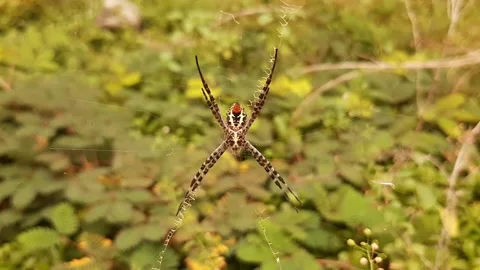 Spider Performance Stock Footage 237754820