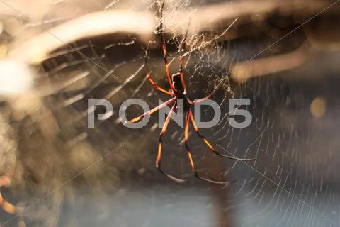 Spider Stock Photos