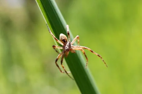 Spider Stock Photos