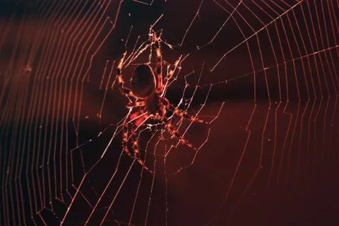 Spider Foto stock