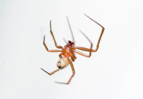 Spider Stock Photos