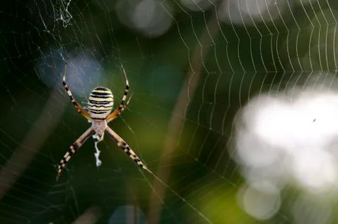Spider Stock Photos