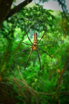 Spider Stock Photos