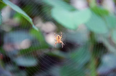 Spider Stock-Fotos