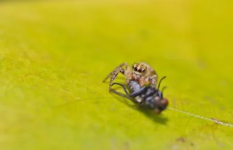 Spider Stock Photos