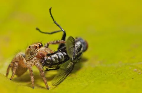 Spider Stock Photos