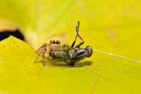 Spider Stock Photos