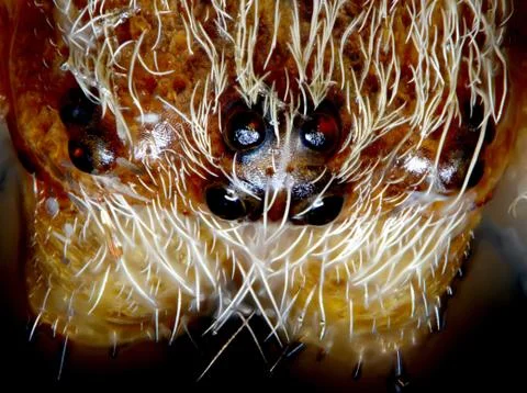 Spider Foto stock