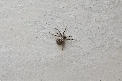 Spider Stock Photos